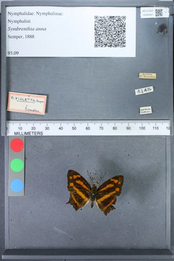 Media type: image;   Entomology 80921